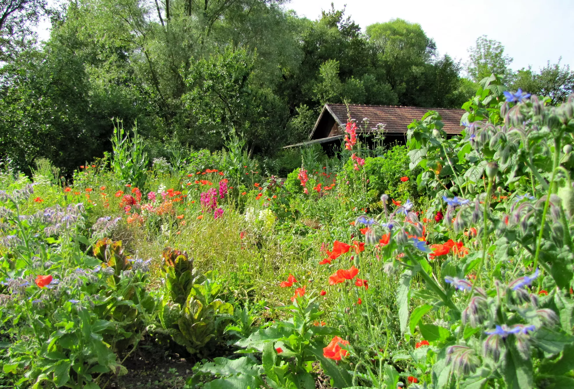SG Naturgartenvielfalt Juni bearb red